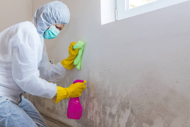 Best Forensic Mold Investigation in Chilhowie, VA