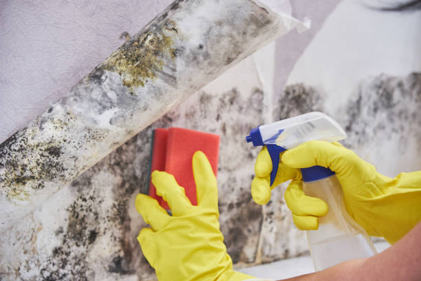 Best Biohazard Mold Removal in Chilhowie, VA